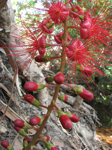 pwFreshwater Mangrove